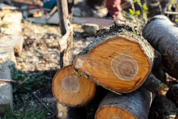  New Fairview, TX Tree Care Pros