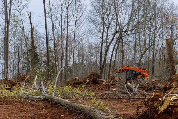 Best Commercial Tree Services  in New Fairview, TX