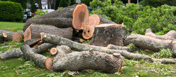 Best Tree Risk Assessment  in New Fairview, TX