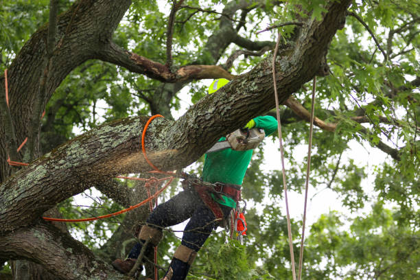 Best Leaf Removal  in New Fairview, TX