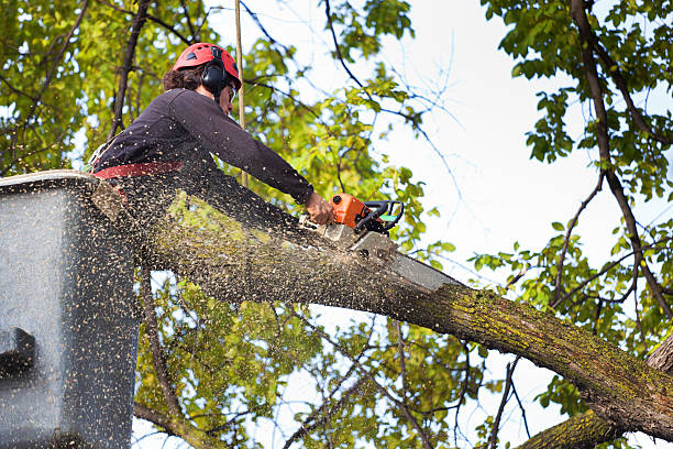 Best Firewood Processing and Delivery  in New Fairview, TX