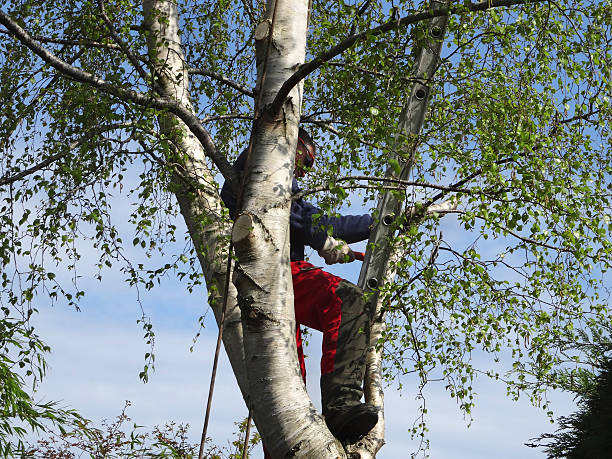 Best Tree and Shrub Care  in New Fairview, TX