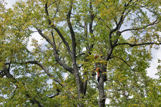 How Our Tree Care Process Works  in  New Fairview, TX